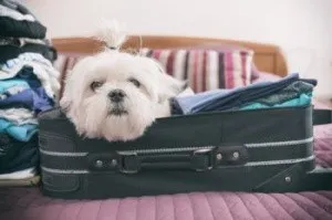 Как устранить неприятный запах из сумки, рюкзака и чемодана: советы от Grizzly